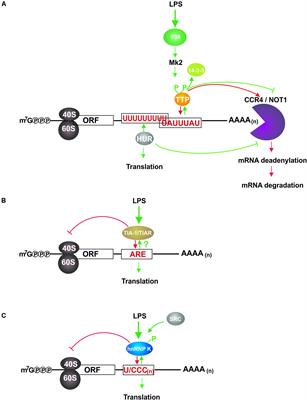 RNA-Binding Proteins in the Control of LPS-Induced Macrophage Response